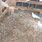 حمام فرنسي