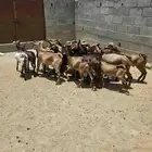 تيوس للبيع