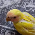 فرخ روز لاتينو