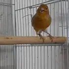 انثى كناري سوري