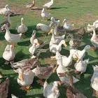 للبيع بط بكيني جمله فوق 50 حبه موجود