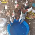 ديوك للبيع الواحد 15
