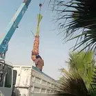 نخل عربي وواشنطنيا وأشجار الزينه