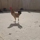 ديك فرنسي شبابي