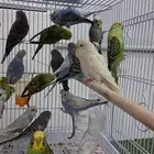 طيور بادجي كميات كبيره