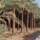 نخل للبيع من 3متر إلا 7متر القصيم عنيزه بريده الرس