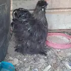 ديك قطني (تم البيع)