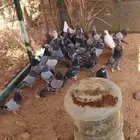 حمام بلدي