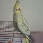 السلام عليكم أعرض لكم كروان وليف مره وهدد دخلي