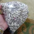 يوجد لدينا ثوم ذكر يمني