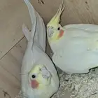 الجدييد وصل زوج كروان منتج والحين حول الانتاج
