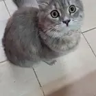 قطة شيرازية عمرها 6 شهور