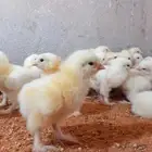 صيصان براهما كولومبي