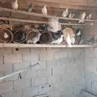 حمام حبه6 ريال.