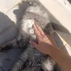 قط ضائع موجود في صناعية الشمال