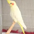 حبه كروان لتينو