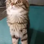 قطط