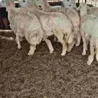 رخال طيبات العدد 12