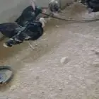 رومي للبيع ذبح