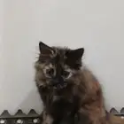 قطط تبني
