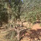 شجر زيتون نيبالي للبيع