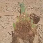 توريد وتركيب جميع انواع النخل