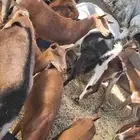 العدد48 معزه فيها 6والده مع عيالها وفيها 2فحول وفيها 12جفر