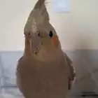 ببغاء ضايع مفقود
