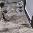 عائلة سكوتش للبيع