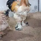 بيض براهما بف قولدا ذهبي