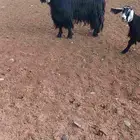 تيس فحل عارضي