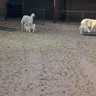 2شياه وليد واحد جذعه واحد رباع شرط سليمه من جميع العيوب