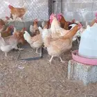 دجاج تركي جامبو اصل