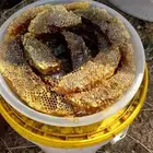 شمع بلدي طلحه