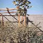 طيور و مواشي