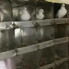 حمام وشبك
