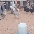 دجاج براهما هجين