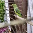 دره هندي انثى محللة جاهزه