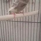 انثى كناري جاسب تم البيع)