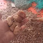 يوجد لدينا جميع انواع التمور خلاص حولي 800كرتون