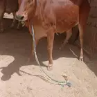 بقر خلفات ولقاح