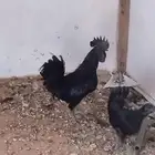 ديك لمبروجيني كفوو