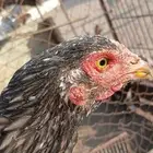 دجاج بكستاني