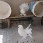 مشالله تبارك الله حمام رقص أمريكي زوج لطيف