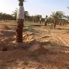 يوجد نخيل للبيع عربي واشنطن