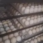 صوص فيومي