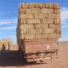 تبن شد ميه في الميه