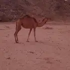 بكار حمر سواحل لبيع