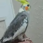 ذكر كروان