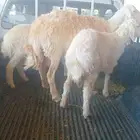 حريه سدس شبب حدرها رخلتين اعمارهن ثلاث شهور